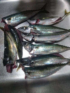 サバの釣果