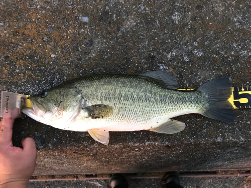 ブラックバスの釣果