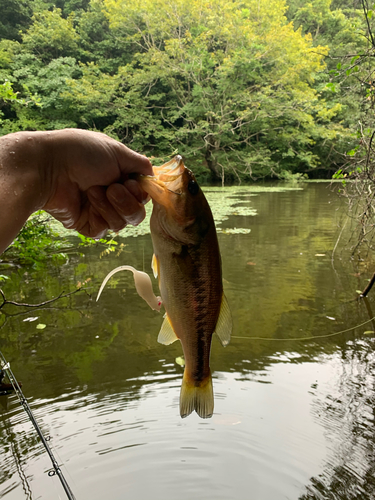 ラージマウスバスの釣果