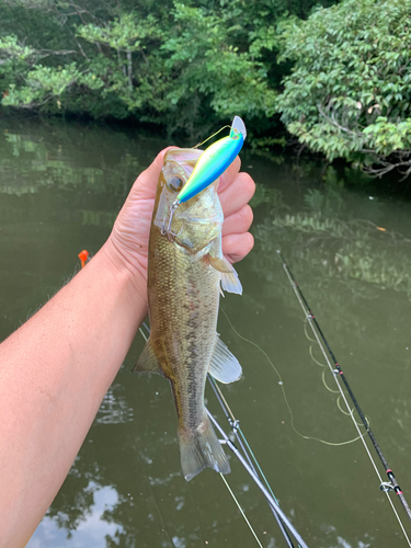 ラージマウスバスの釣果