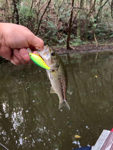 ラージマウスバスの釣果