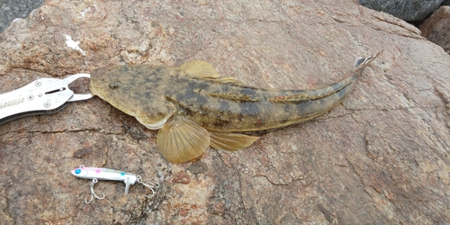 マゴチの釣果