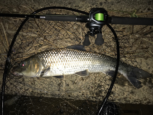 ニゴイの釣果