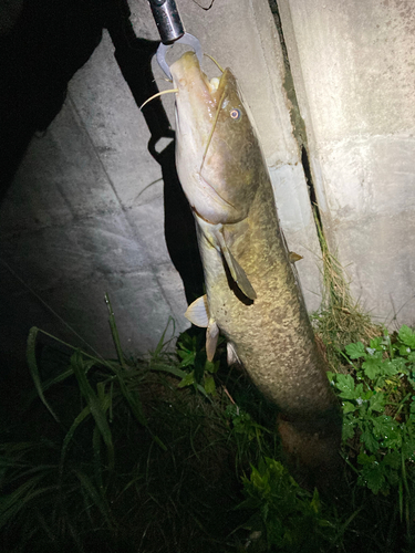 マナマズの釣果