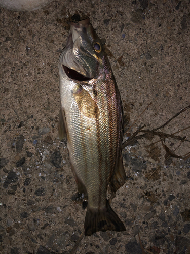 シマイサキの釣果