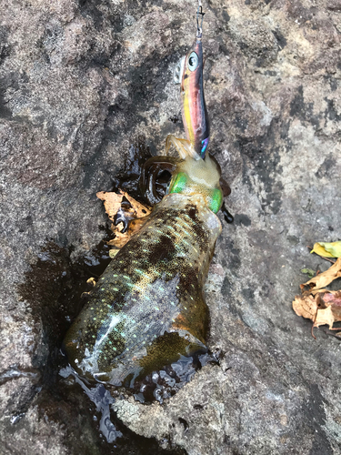 アオリイカの釣果