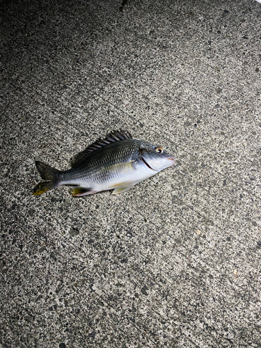 キチヌの釣果