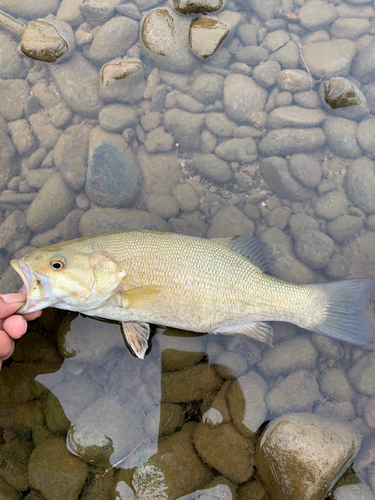 スモールマウスバスの釣果