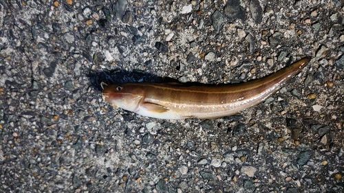 ゴンズイの釣果