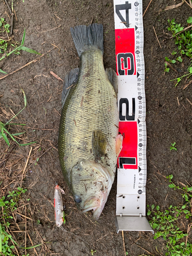 ブラックバスの釣果