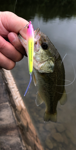 ブラックバスの釣果