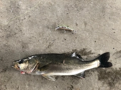 シーバスの釣果