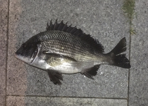 クロダイの釣果