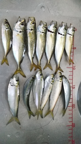 アジの釣果