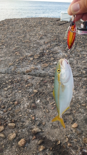 ツバイソの釣果