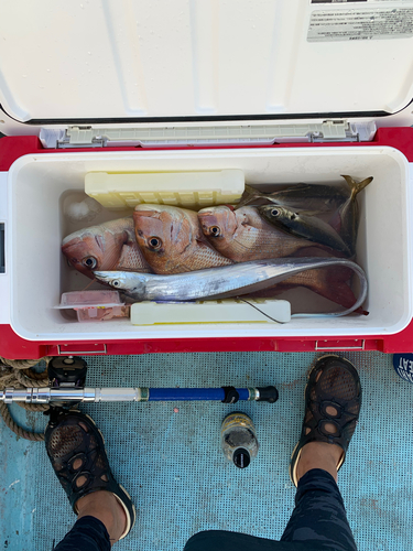 マダイの釣果