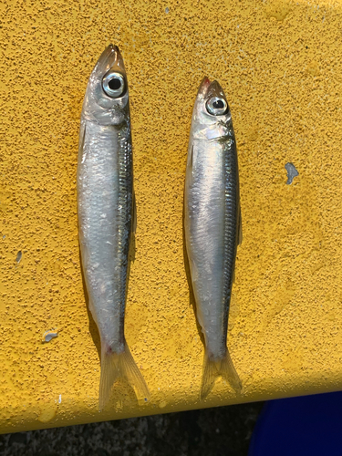 ウルメイワシの釣果