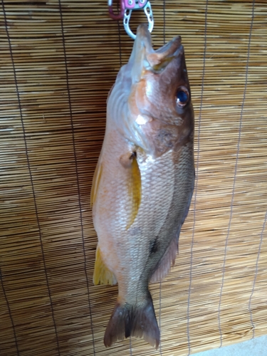 クロホシフエダイの釣果