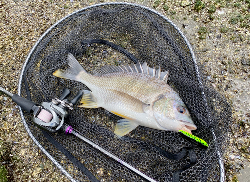 キビレの釣果