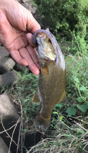 スモールマウスバスの釣果