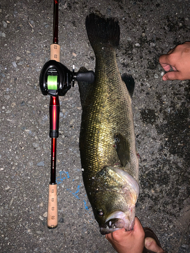 ブラックバスの釣果