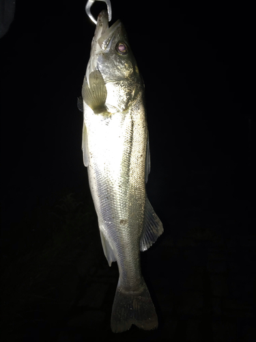 スズキの釣果