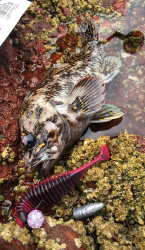 オウゴンムラソイの釣果