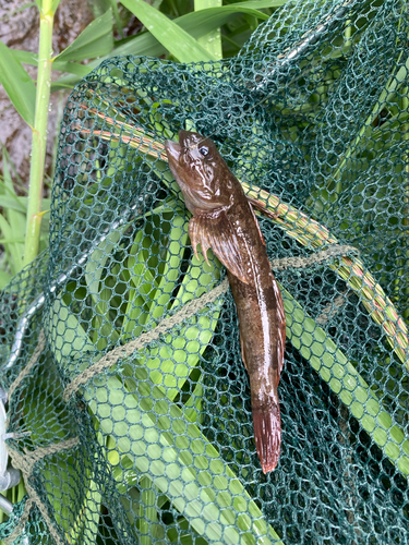 カジカの釣果