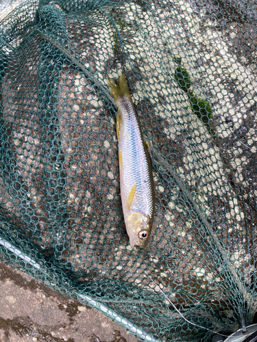 カワムツの釣果