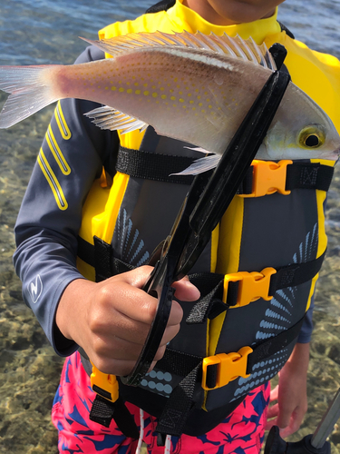 タマガシラの釣果