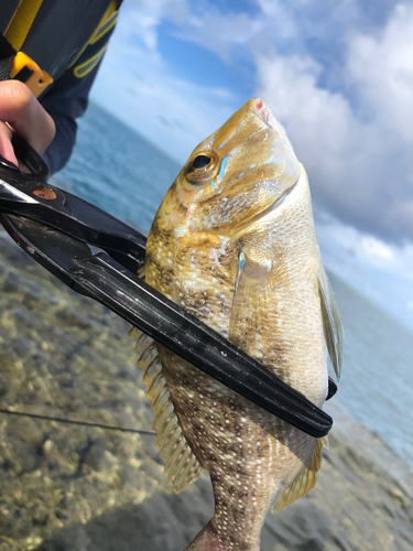 タマンの釣果