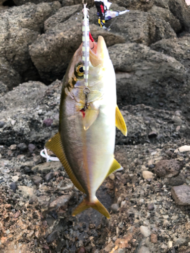 カンパチの釣果