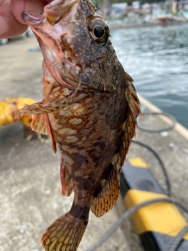 カサゴの釣果