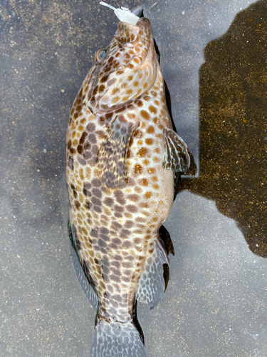 オオモンハタの釣果