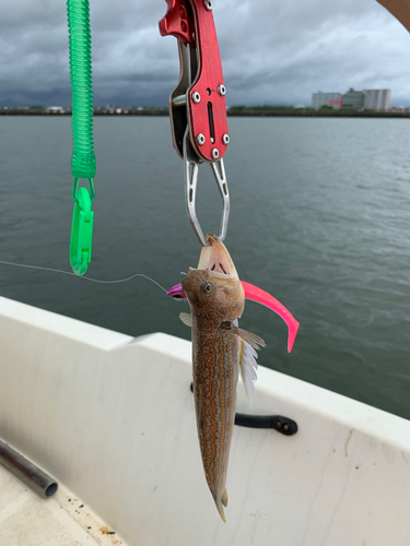 エソの釣果