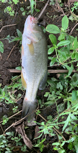 ブラックバスの釣果