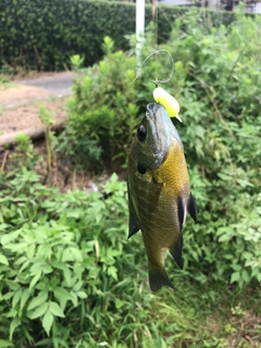 ブルーギルの釣果