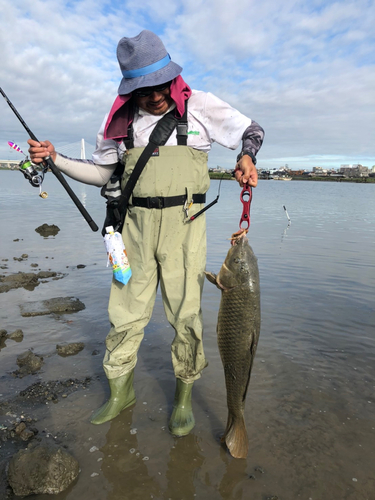 コイの釣果