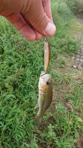 ラージマウスバスの釣果