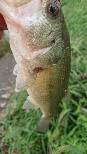 ラージマウスバスの釣果