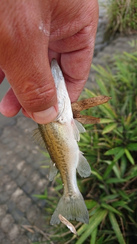 ラージマウスバスの釣果