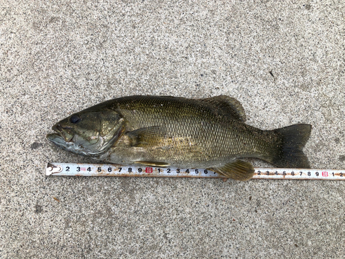 スモールマウスバスの釣果