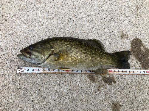 スモールマウスバスの釣果