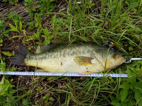 ブラックバスの釣果