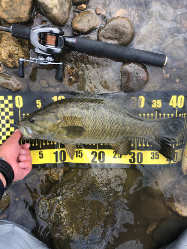 スモールマウスバスの釣果