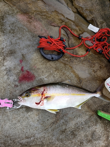 シオの釣果