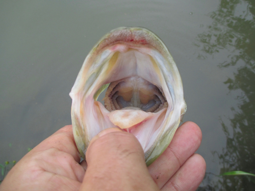 ラージマウスバスの釣果