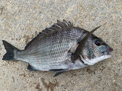 チヌの釣果