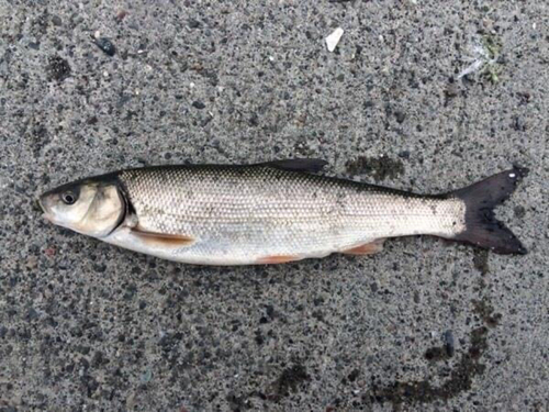 エイの釣果