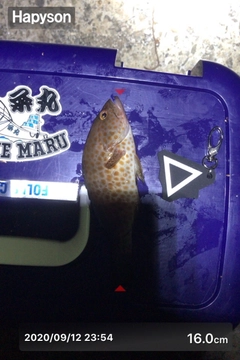 オオモンハタの釣果